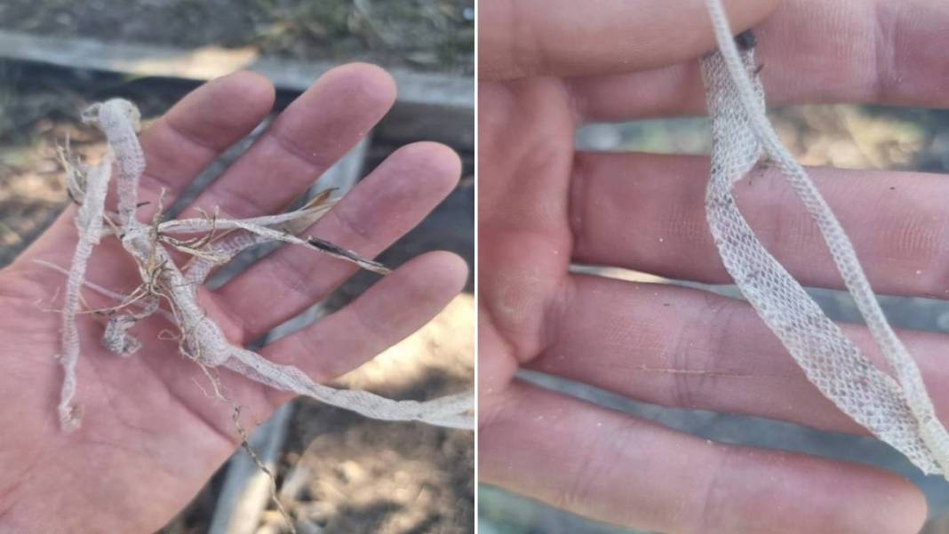 Ev değil yılan yuvası! 2 yaşındaki oğlunu yılanla birlikte gören anne acı gerçeği öğrendi: Meğer onlarcası... 6